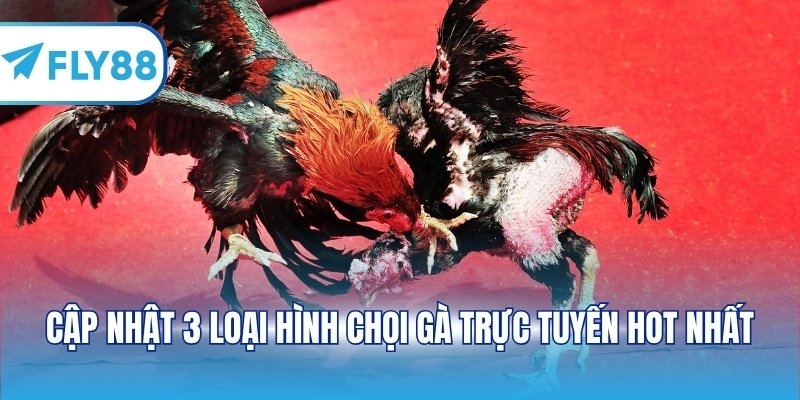 Cập nhật 3 loại hình chọi gà trực tuyến hot nhất