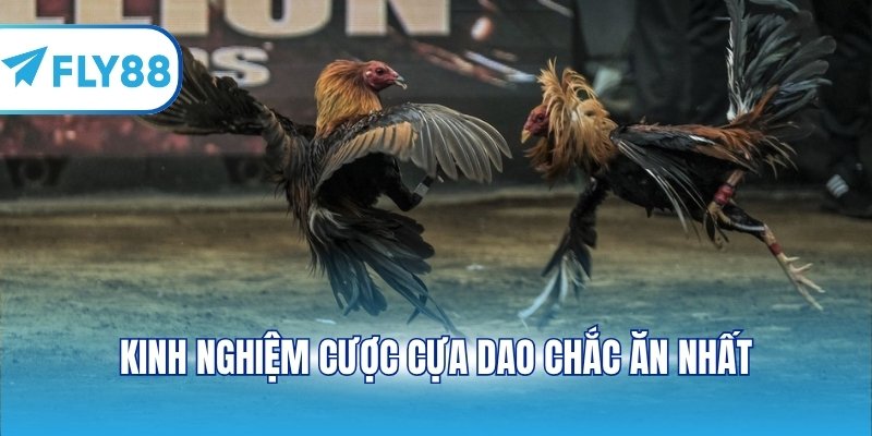 Kinh nghiệm cược cựa dao chắc ăn nhất