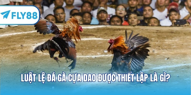 Luật lệ đá gà cựa dao được thiết lập là gì?